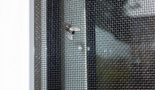 Fliege sitzt auf einem Fliegengitter, welches aussen am Fenster angebracht ist.