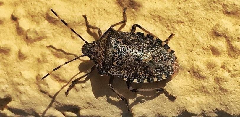 Insektenschutzgitter gegen Stinkkäfer