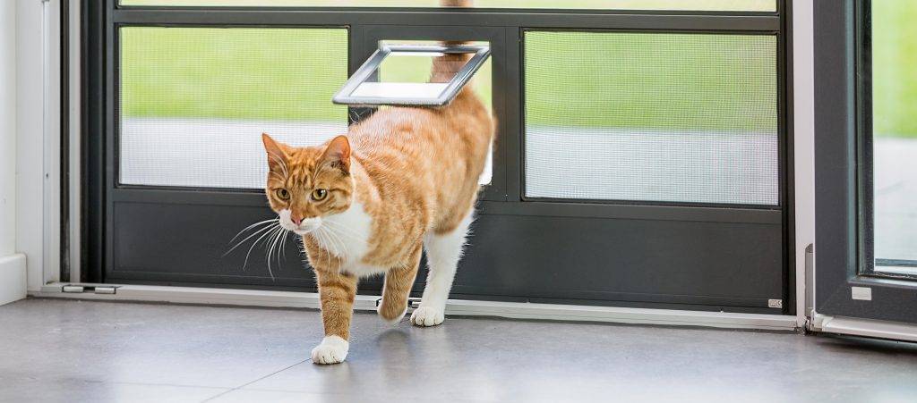 Gibt es ein spezielles Gewebe für Katzen?