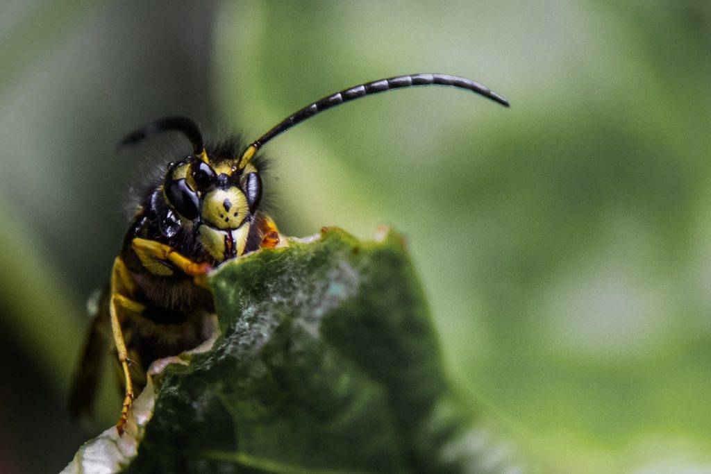Schutz der Insekten und Schutz vor Insekten – geht das?