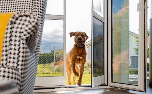 Grosser Hund öffnet eine Fliegengitter Pendeltür und läuft hindurch